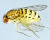 Drosophila busckii